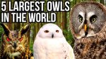 What Is the Biggest Owl in the World?